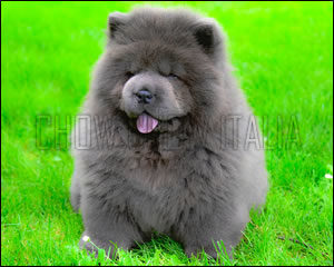 Chow Chow Akemi