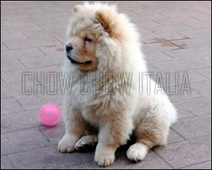 Chow Chow Amelie