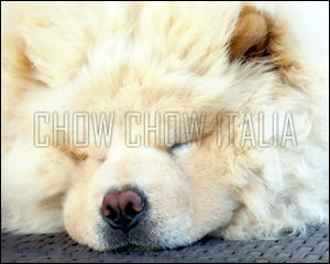 Chow Chow Aron