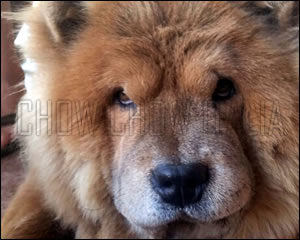 Chow Chow Aslan