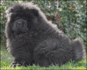 Chow Chow Dream