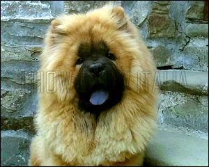 Chow Chow Elliot