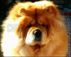 Chow Chow Emma