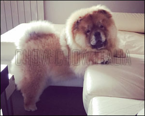 Chow Chow Frans