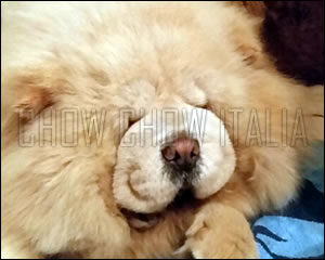 Chow Chow Leo