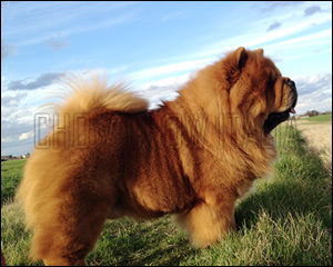 Chow Chow Max