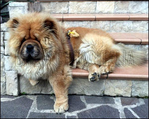 Chow Chow Mivo