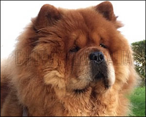 Chow Chow Oliver