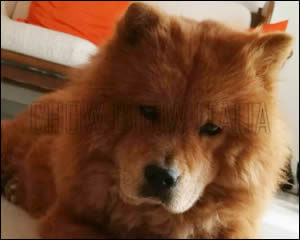 Chow Chow Pupa