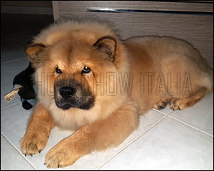 Chow Chow Romeo