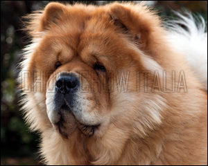 Chow Chow Sky