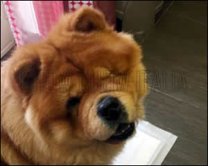 Chow Chow Zora