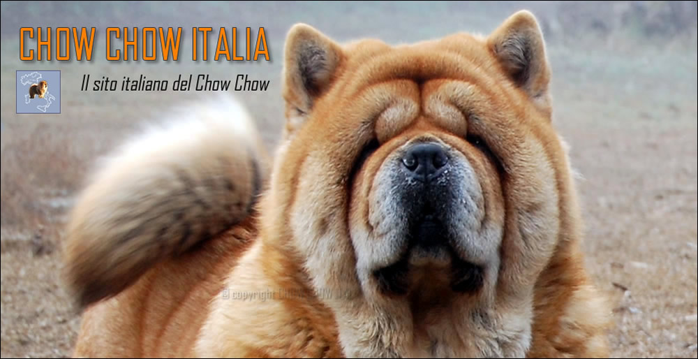 Chow Chow Italia