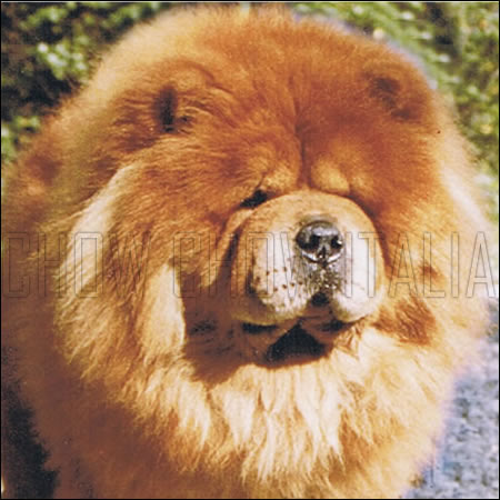 Il carattere del Chow Chow