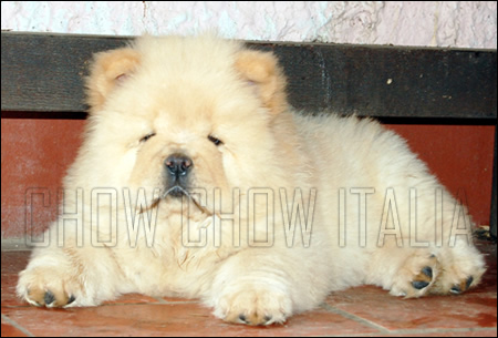 Cucciolo Chow Chow crema