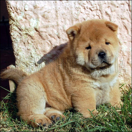 Cucciolo Chow Chow rosso a pelo corto