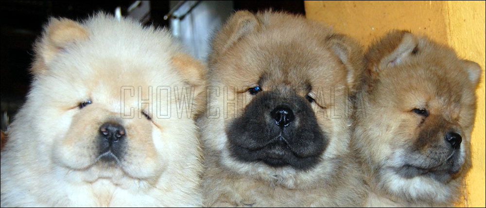 Cuccioli Chow Chow