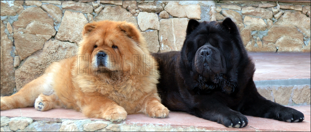 Il carattere del Chow Chow