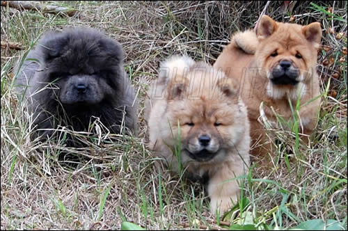 Cuccioli Chow Chow